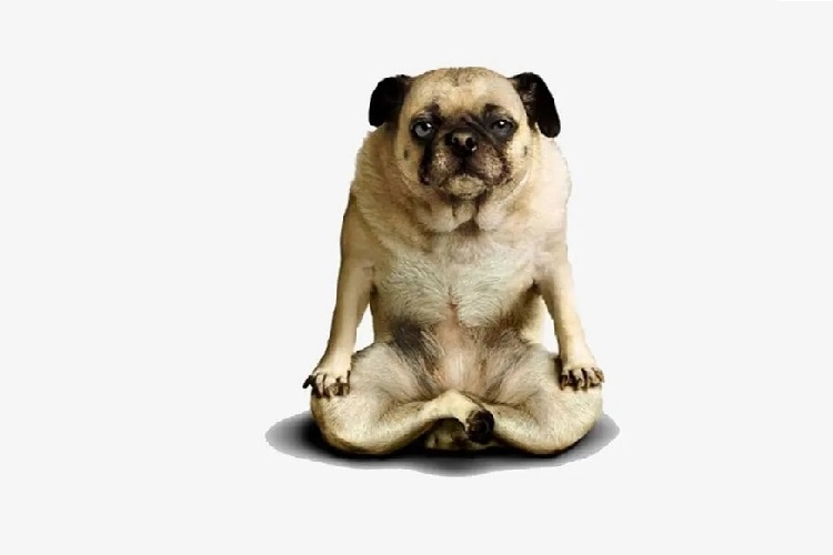 ¿Por qué un perro no puede resistir la tentación de una esterilla de yoga?
